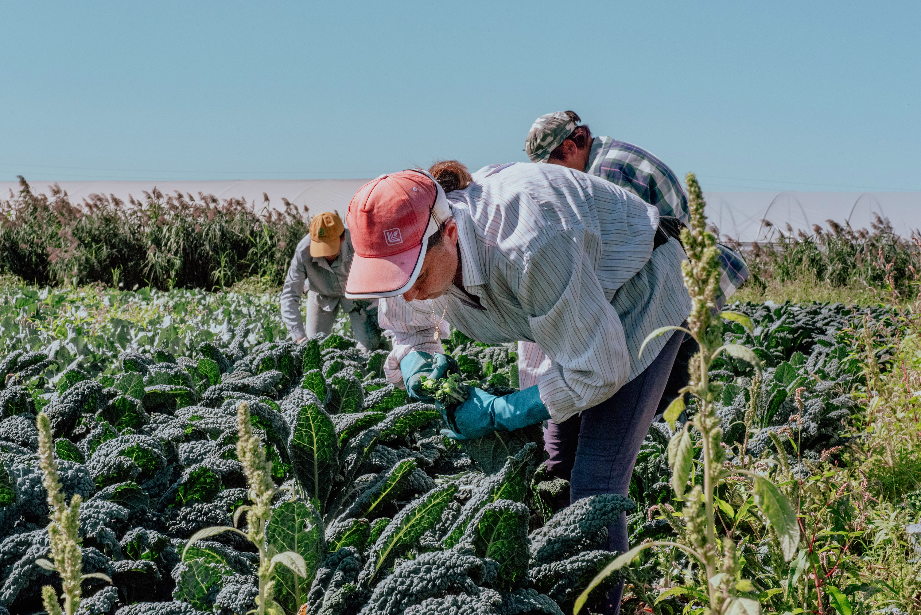 Agricola-Salvatori-Sei-un-commerciante-Produzione_02